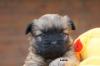 Cairn Terrier Welpen