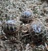 griechische Landschildkröten