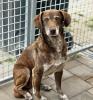 Dawn(m),  9 Jahre,  42 cm,  Slowakei