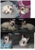 reinrassige Siam Kitten