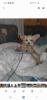 Chihuahua Mix Welpen 