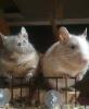 Zwei männliche Degus