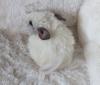 Chinchilla Männchen Silberschecke