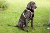 JOE FRITZ  -  männlich  2 Jahre  63 cm  32 kg  Weimaraner  Gechipt