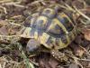 Griechische Landschildkröten 2020 und 2021 abzugeben