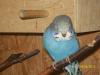 Junge Wellensittiche aus Aussenvoliere,  und neues Vogelzubehör zu verkaufen