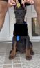 Dobermann Welpe kupiert