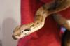 Kaiserboa /  Boa Constrictor Imperator Sunglow mit Terrarium