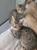 BKH Mix Kitten suchen neuen Kuschel Partner