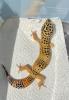 Leopardgecko 1.0