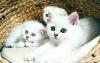 Scottish fold /  straight BKH Kitten 