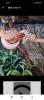 Boa constrictor imperator