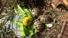 Griechische Landschildkröten Testudo hermani Nachzucht 2020 mit CITES