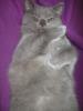 Ein BKH-Kater ist 1 Jahr zu verkaufen