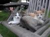 6 Monate alte Katzen /  Kätzchen abzugeben