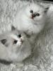 Zwei kitten heilige Birma/  Ragdoll