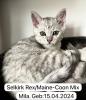 4 zuckersüße Selkirk Rex/  Main-Coon Mix Kitten