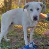 Aramis /  Status: sucht ein Zuhause