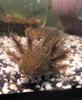 Junge Axolotl in verschiedenen Farben
