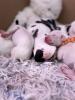 Dalmatiner Welpen sind da