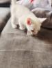 Türkische angora katzen babys