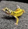 Leopardgecko NZ 2022 Lemon Frost