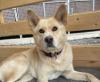 Chizuko - Akita Inu-Mischling - freundlich,  verträglich