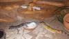 Terrarium mit 3 Leopardgeckos (weibl. 0.1)