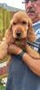 Engl.Cocker-Spaniel Welpen