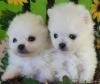 zuckersüße echte Pomeranian Welpen Teddy Typ