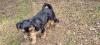 Yorkshire Terrier Welpe