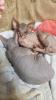 Sphynx-Kitten,  Don-Sphynx noch zu haben! 13 Wochen alt