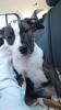 Ich verkaufe einen 3 Monate alten American Staffordshire Terrier-Welpen