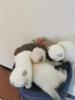Bkh/ Scottish Fold Kitten 6J + 1 W