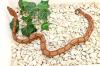 Wir geben ab aus eigener Nachzucht „B. c. i. CA poss. Super Hypo Sonora erythris