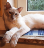 Balinesenkatze/  Balinese