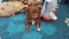 Shih Tzu mix Welpen   in schoko