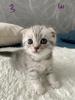BKH /  Scotisch Fold Kitten-Nur 2 Kitten - frei