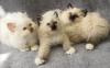 Heilige Birma Kitten suchen ein neues Zuhause