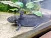 7 Axolotl abzugeben wildling copper weisling