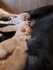 Verkaufe reinrassige Labradorwelpen