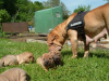 shar pei welpen