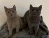 zwei liebe BKH Kitten lilac + blue,  weiblich