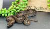 Hypo RLT Leopard boa