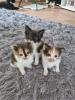 Maine Coon Kitten 