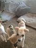 Chihuahua Mix Welpen