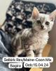 4 zuckersüße Selkirk Rex/  Main-Coon Mix Kitten