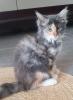 liebevolle Maine coon Dame mit Papieren