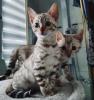 Reinrassige Bengal Kitten mit Stammbaum 