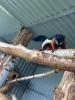 2 Schönhörnchen,  Männchen,  1.5 Jahre-Preis für beide